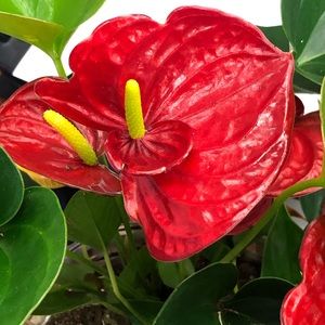 Meet your Posher, Alfonso